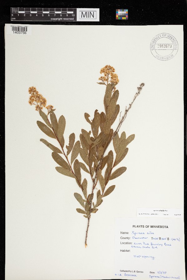 Spiraea alba image