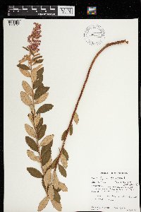 Spiraea tomentosa image