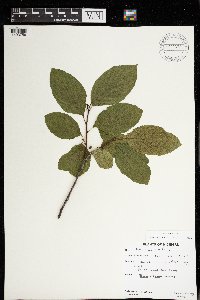 Rhamnus alnifolia image