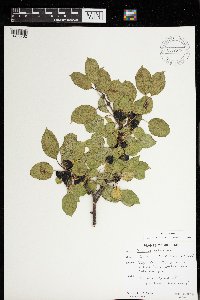 Rhamnus cathartica image