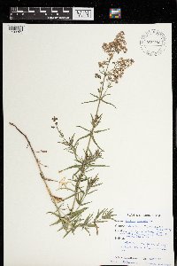 Galium boreale image