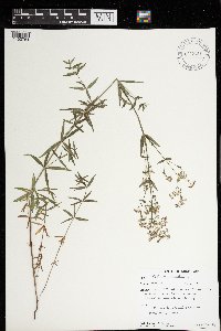 Galium boreale image