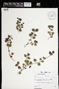 Mitchella repens image