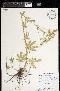 Potentilla recta image