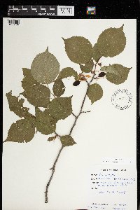 Prunus nigra image