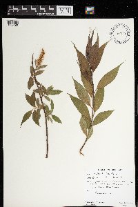 Salix lucida image