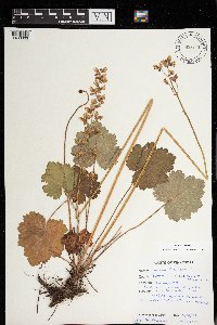 Heuchera richardsonii image