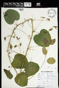 Smilax lasioneura image