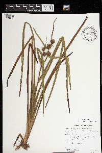 Sparganium americanum image