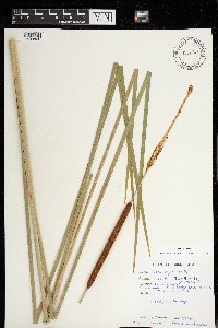 Typha angustifolia image