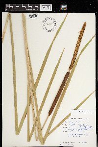 Typha x glauca image