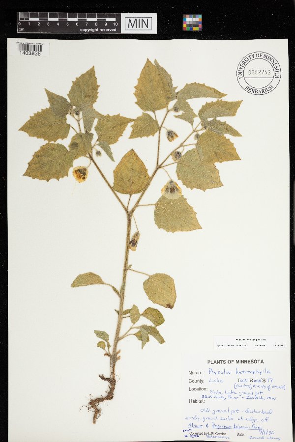 Physalis heterophylla image