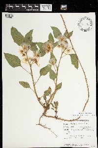 Leucophysalis grandiflora image