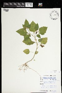 Solanum ptychanthum image