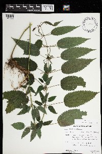 Urtica dioica image