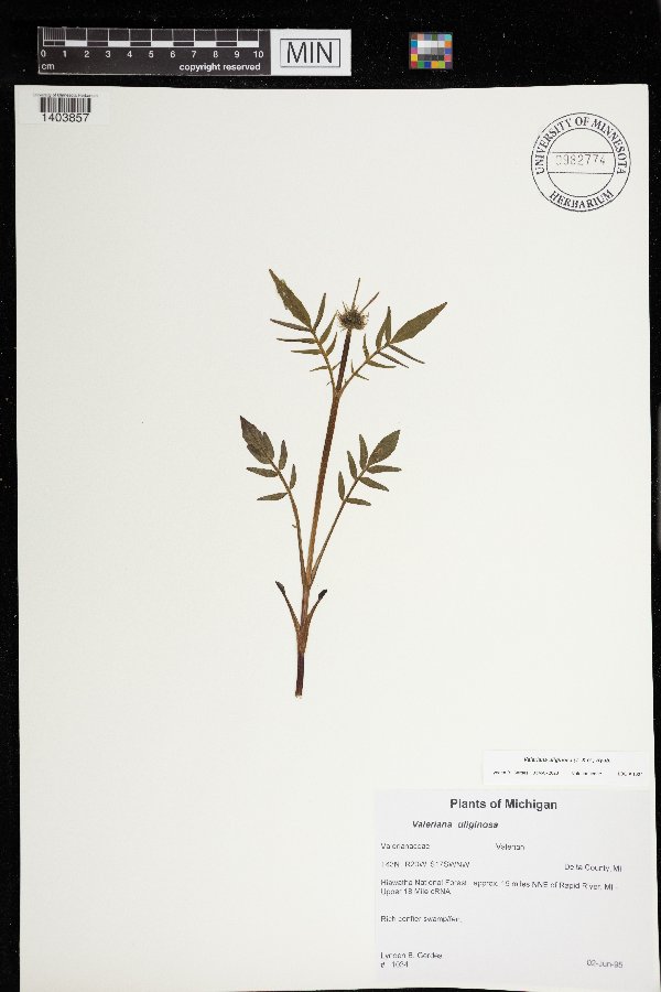 Valeriana sitchensis var. uliginosa image