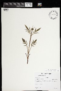 Valeriana sitchensis image