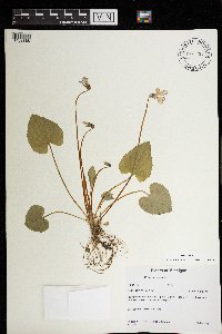 Viola cucullata image