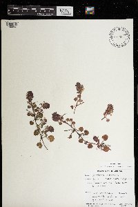 Glechoma hederacea image