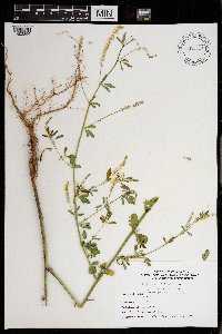 Melilotus officinalis image