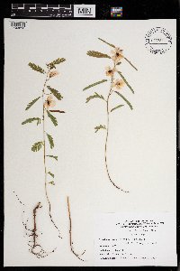 Chamaecrista fasciculata image