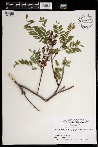 Amorpha fruticosa image