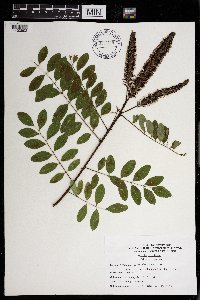 Amorpha fruticosa image