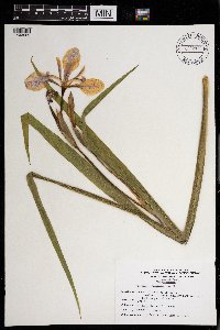 Iris versicolor image