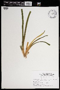 Vallisneria americana image