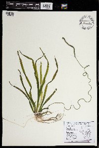 Vallisneria americana image