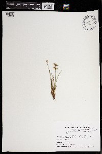 Juncus bufonius image