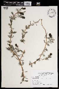 Myriophyllum spicatum image