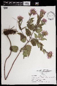 Monarda fistulosa image