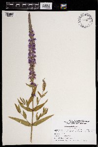 Lythrum salicaria image