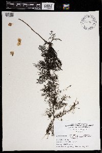 Utricularia macrorhiza image