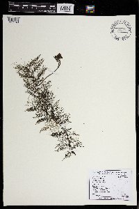 Utricularia macrorhiza image