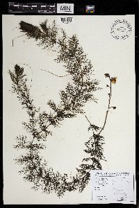 Utricularia macrorhiza image