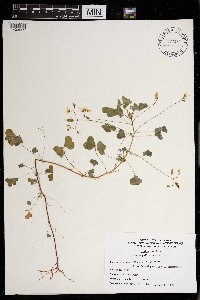 Oxalis stricta image