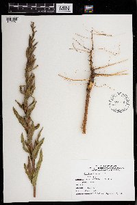 Oenothera biennis image