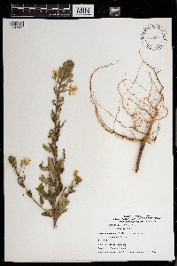 Oenothera biennis image