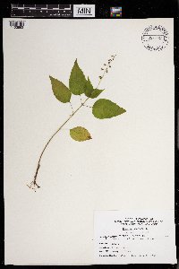 Circaea lutetiana image