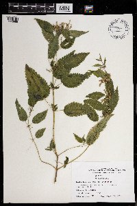 Urtica dioica image