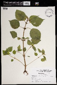 Pilea pumila image