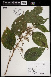 Laportea canadensis image