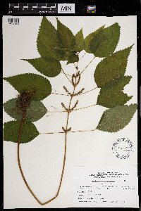 Boehmeria cylindrica image