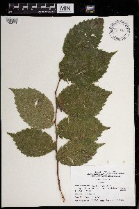 Ulmus rubra image