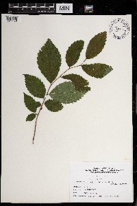 Ulmus rubra image