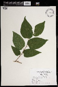 Celtis occidentalis image