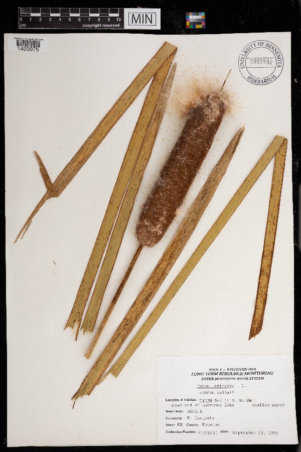 Typha latifolia image