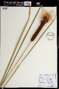 Typha angustifolia image